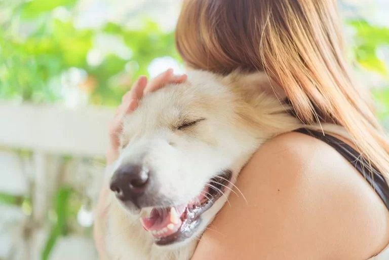 How To Comfort Someone Who Lost a Pet Over Text | 70 Words For the Loss of A Pet